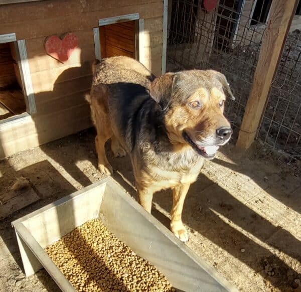 COBY (♂) - RBB 11/2024 – Bild 4