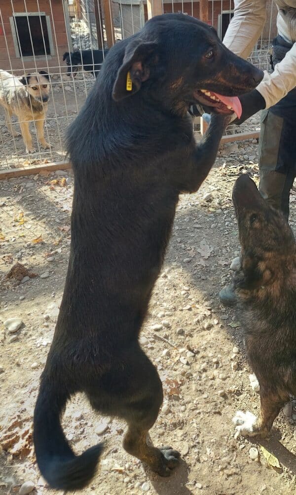 CHEWY - reserviert TINO - vermittelt – Bild 2