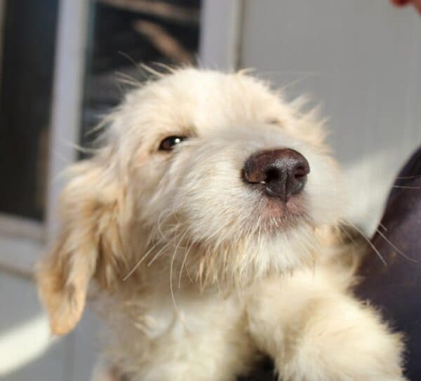 FEENEY - in Klinik 01/23 - reserviert Hundescheune Fläming - vermittelt – Bild 3