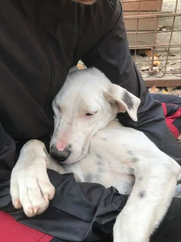 GRACE - reserviert Tierhilfe Lebenswert DR 16.11. - vermittelt – Bild 3