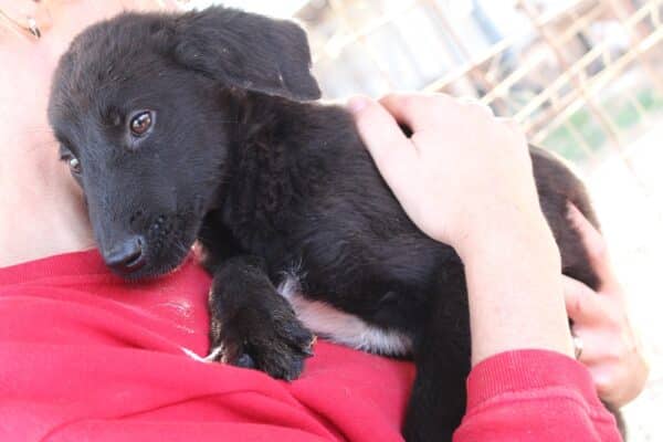 ANTONJU - reserviert Hundescheune Fläming - vermittelt – Bild 3