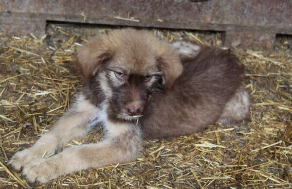 SITARA - reserviert Tierhilfe Lebenswert DR 20.02. - vermittelt – Bild 2