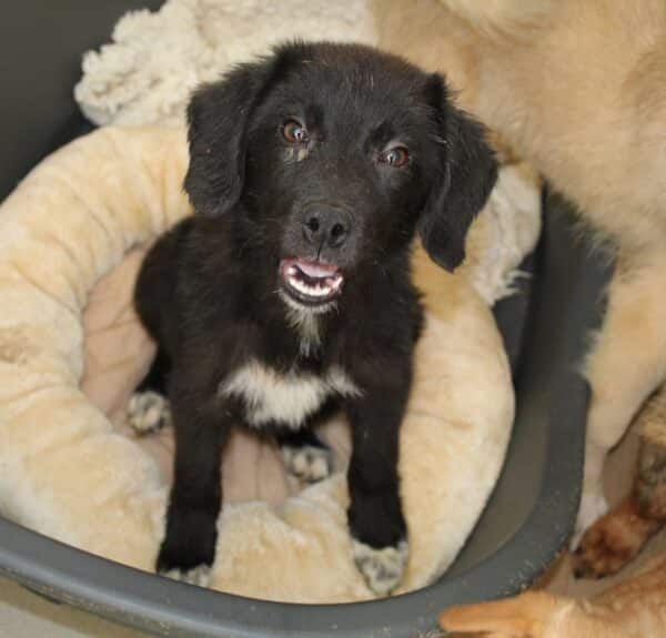FREYA - reserviert Tierhilfe Lebenswert (17.11.) - vermittelt – Bild 2