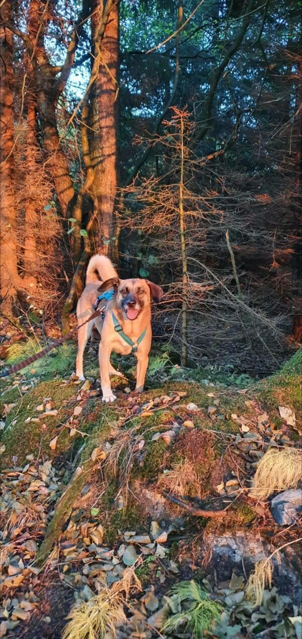 Henk in 38875 Elbingerode im Harz - vermittelt – Bild 3