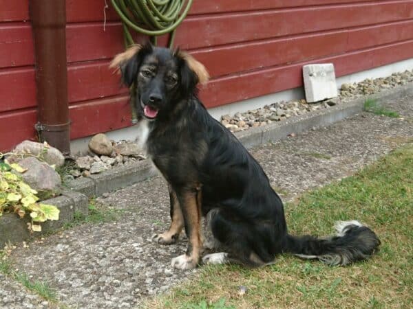 Bine in 24811 Brekendorf *vermittelt* – Bild 5