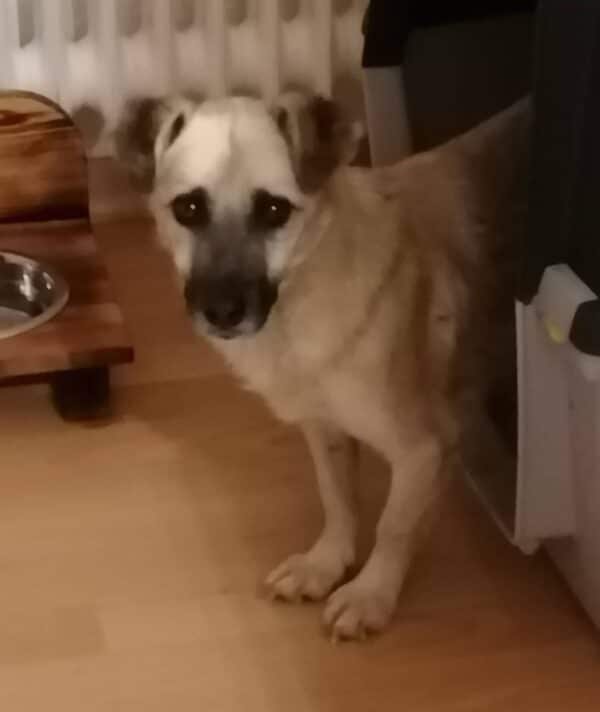 Harriet in 27726 Worpswede *vermittelt* – Bild 2