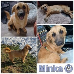 Minka in 17375 Meiersberg - vermittelt