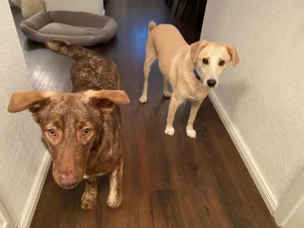 Cinnamon in 73230 Kirchheim unter Teck *vermittelt* – Bild 2
