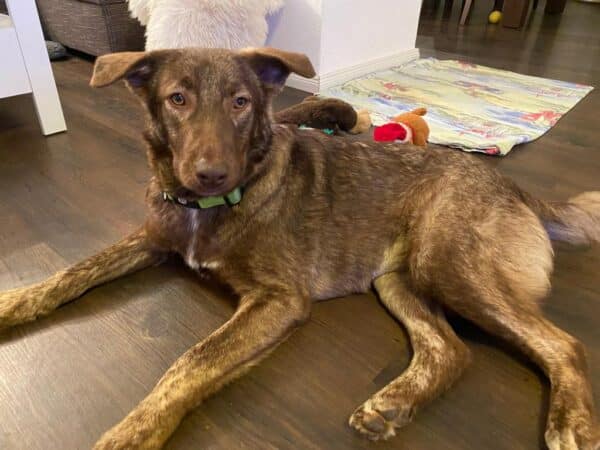 Cinnamon in 73230 Kirchheim unter Teck *vermittelt* – Bild 7
