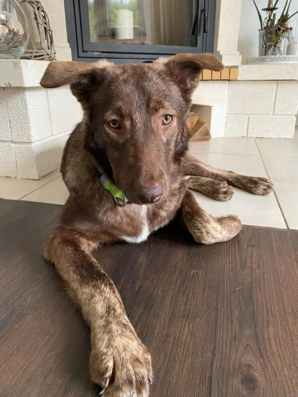 Cinnamon in 73230 Kirchheim unter Teck *vermittelt* – Bild 8