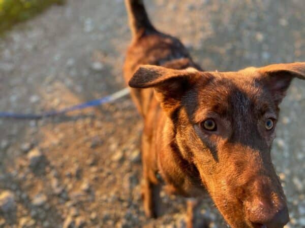 Cinnamon in 73230 Kirchheim unter Teck *vermittelt* – Bild 5