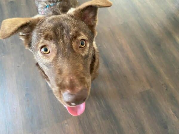 Cinnamon in 73230 Kirchheim unter Teck *vermittelt* – Bild 3