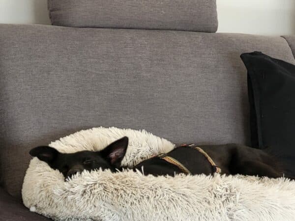 Muckie in 66773 Schwalbach *vermittelt* – Bild 7