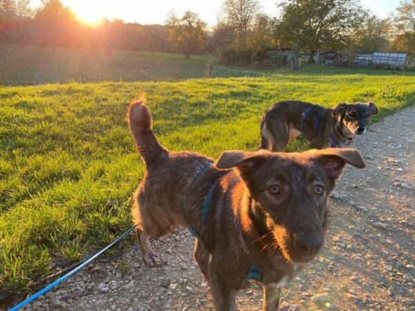 Cinnamon in 73230 Kirchheim unter Teck *vermittelt* – Bild 4
