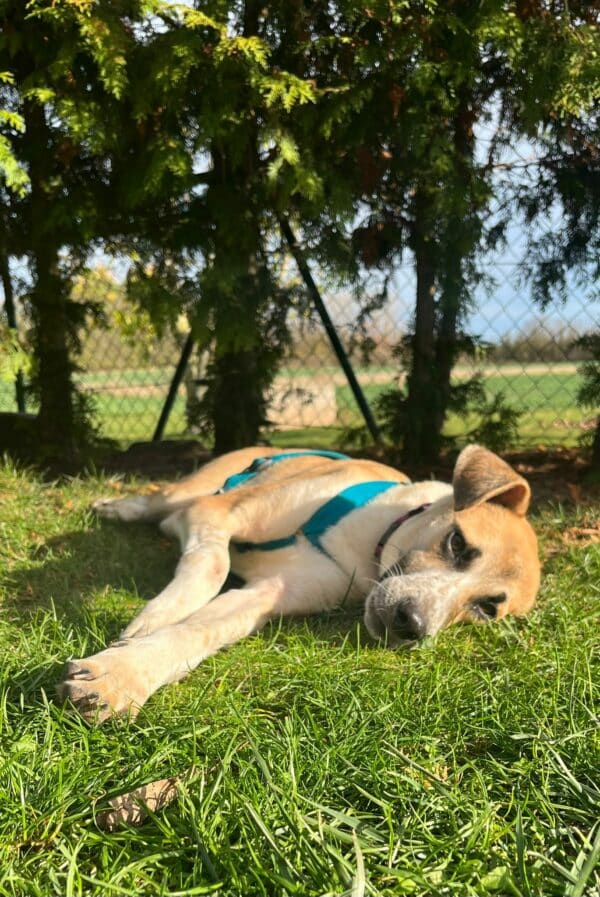 Levi in 39418 Staßfurt *vermittelt* – Bild 8