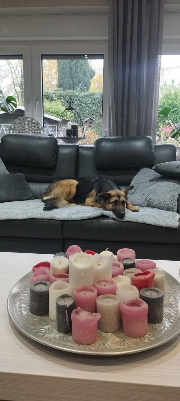 Maxi in 52146 Würselen *vermittelt* – Bild 2