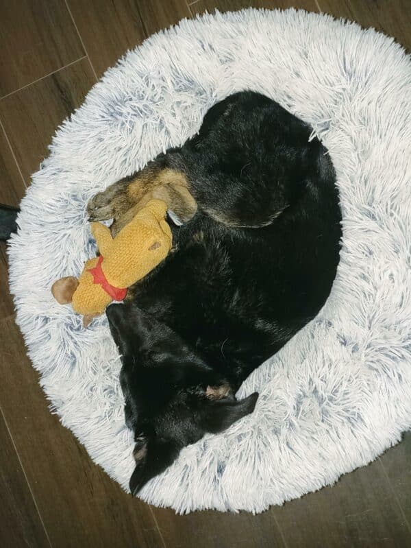 Tobie in 66740 Saarlouis *vermittelt* – Bild 4
