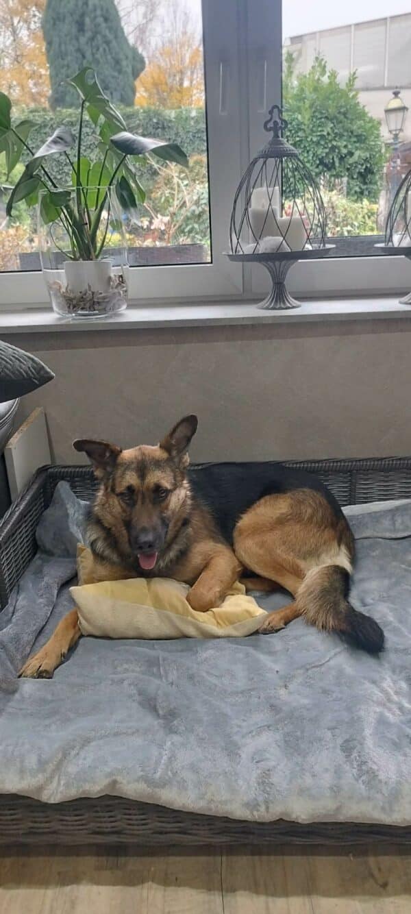 Maxi in 52146 Würselen *vermittelt* – Bild 3