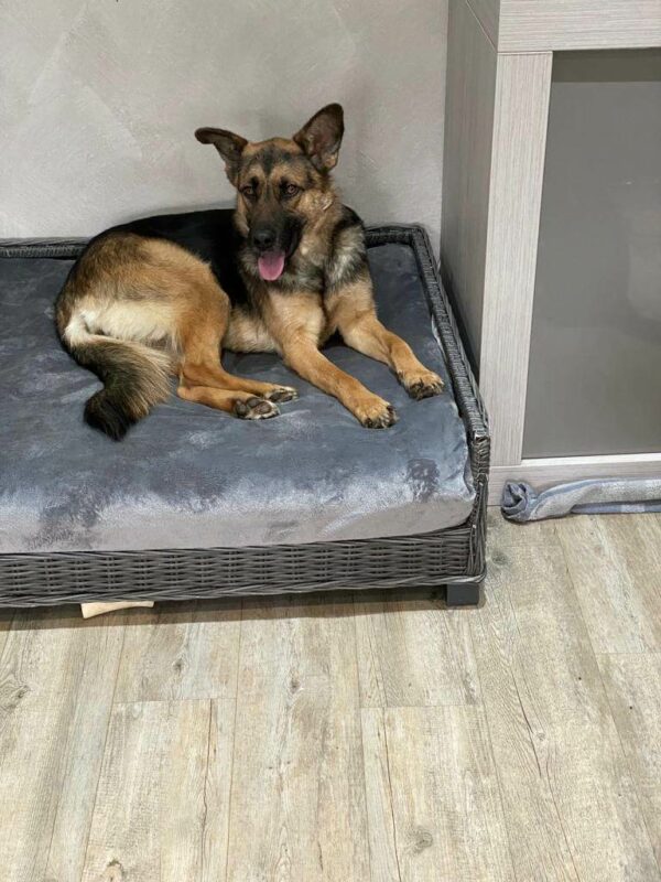 Maxi in 52146 Würselen *vermittelt* – Bild 6