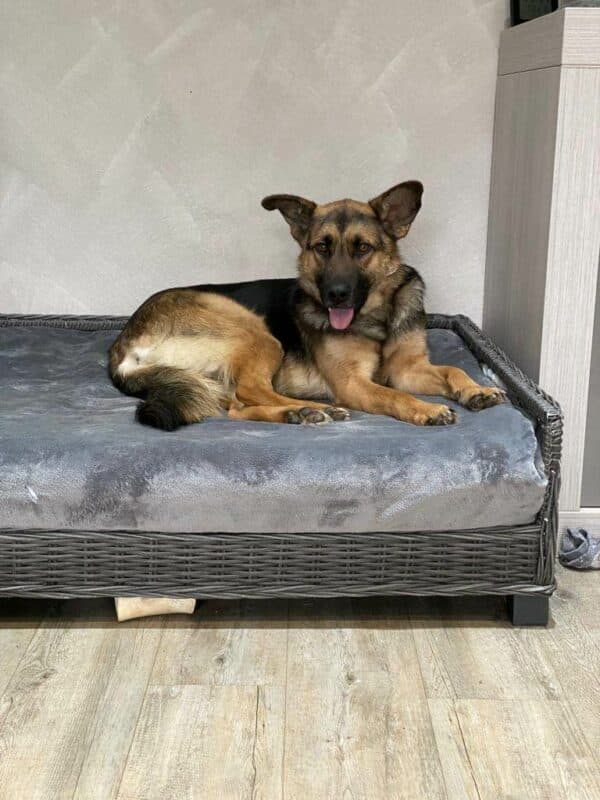 Maxi in 52146 Würselen *vermittelt* – Bild 4
