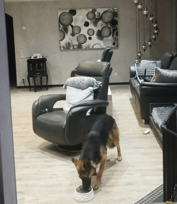 Maxi in 52146 Würselen *vermittelt* – Bild 10