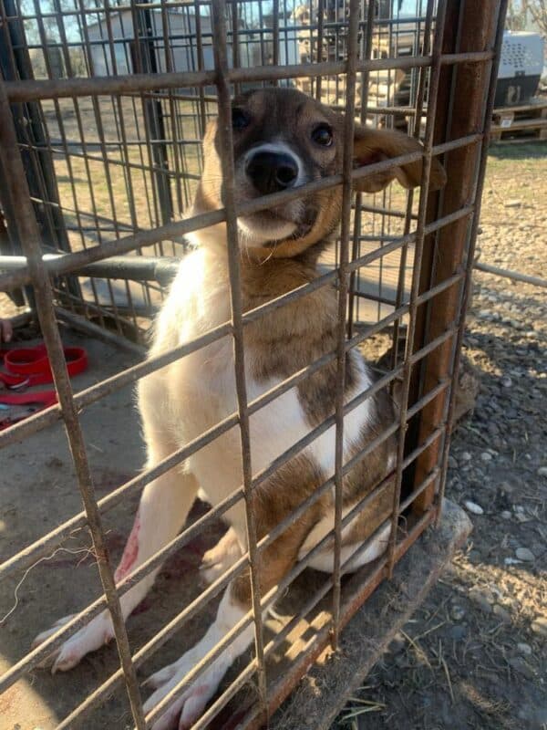REHLEIN - reserviert Second Chance Dogs - vermittelt – Bild 2