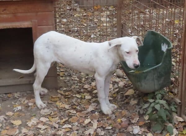 GRACE - reserviert Tierhilfe Lebenswert DR 16.11. - vermittelt – Bild 4