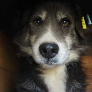 ZIO (= FARGO)