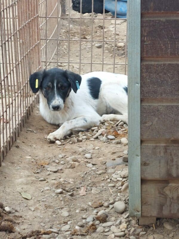 RAMONA (♀) – Bild 6