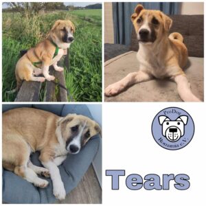 Tears in 40670 Meerbusch *vermittelt*