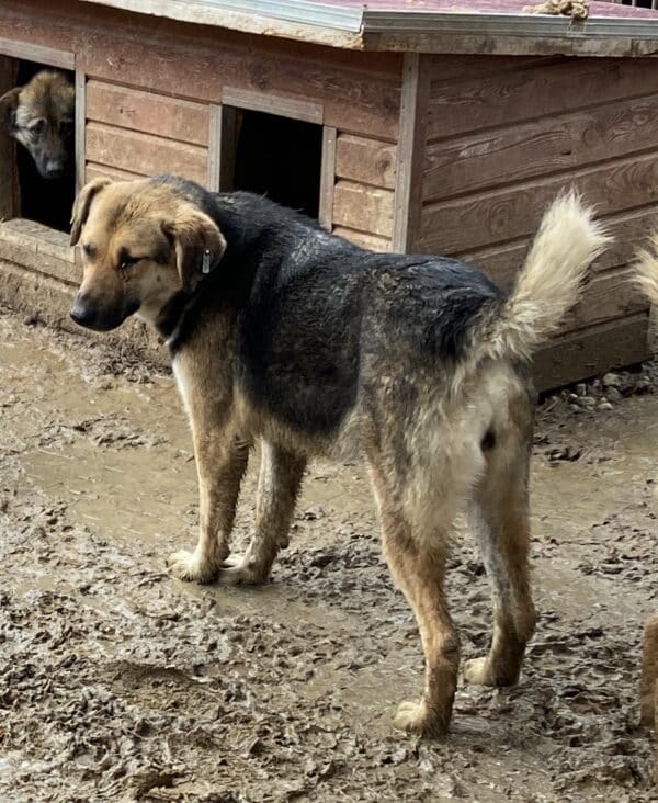 ALMINA (♀) – Bild 7