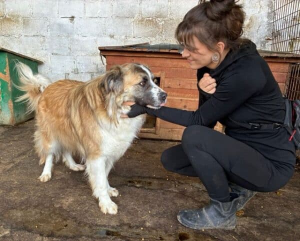 GRIVEI (♂) - seit 2022 im Shelter - ausgereist zur Tierhilfe Lebenswert DR 19.09.25 – Bild 3