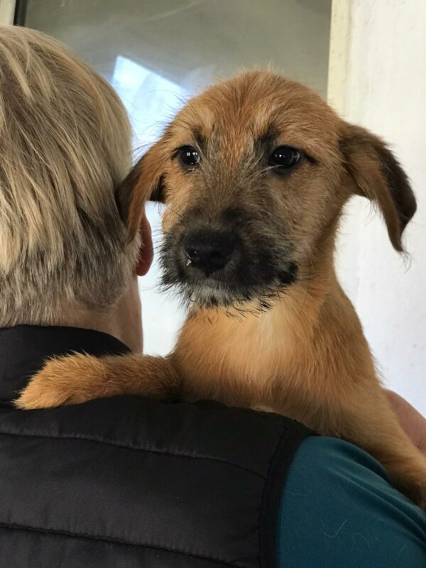 CHEWBACCA - reserviert Alexandra vermittelt