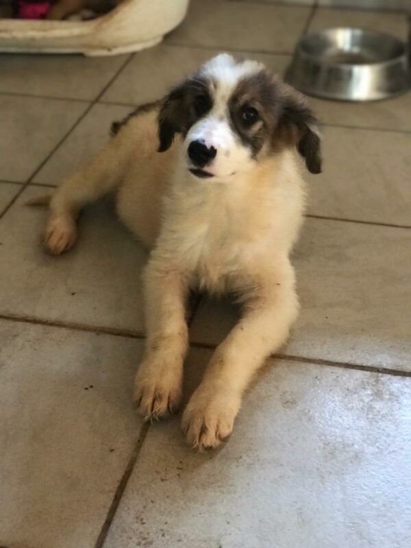 FORREST - reserviert Betty vermittelt – Bild 4