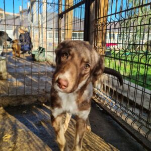 LUSIA - reserviert Alexandra - vermittelt
