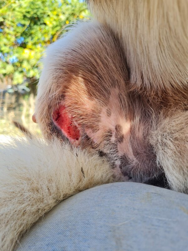 KASHAKI - Notfall - Handicap - vermittelt Betty – Bild 4