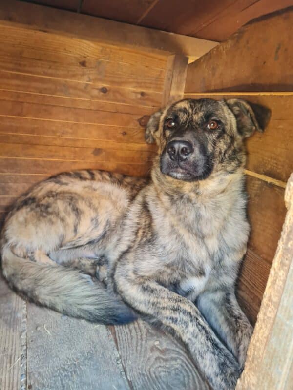 AMARETTO (♂) - ausgereist zu 4animals (AL) – Bild 7