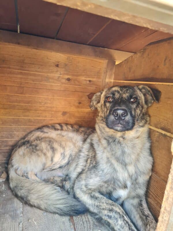 AMARETTO (♂) - ausgereist zu 4animals (AL) – Bild 6