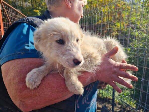 BINA - reserviert TH Limburg - vermittelt – Bild 4