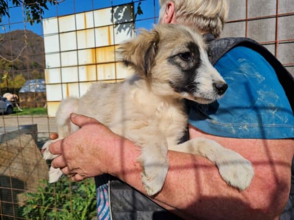 HERCULES - reserviert SK - vermittelt – Bild 3