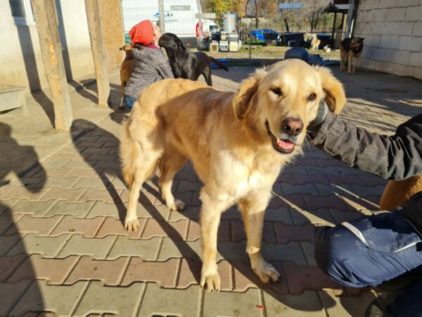 MILA - reserviert GC vermittelt – Bild 10