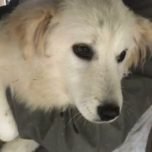 IVORY - reserviert TH Limburg - vermittelt