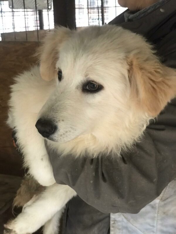 IVORY - reserviert TH Limburg - vermittelt – Bild 3