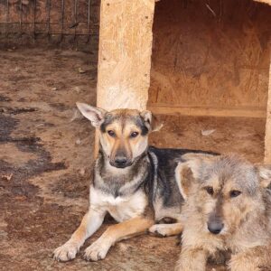 AMBER - völlig überfordert im Shelter - auf Pflegestelle in PLZ 8 *vermittelt*