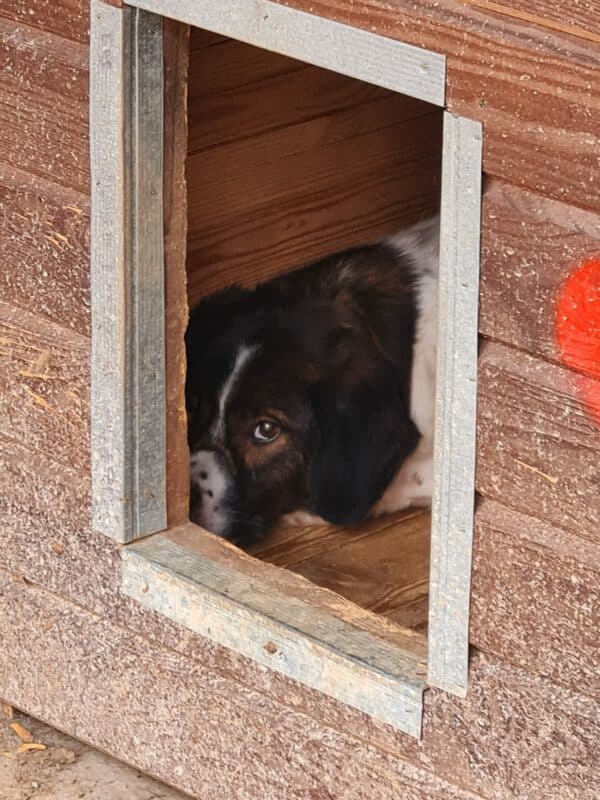LUSIK lebt im Open Shelter Baile Herculane