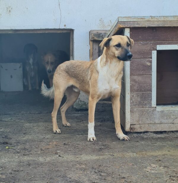 HANSI (♂) – Bild 5