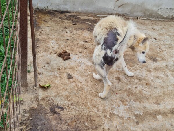 SIOUX (♂) - Handicap - fast blind – Bild 14