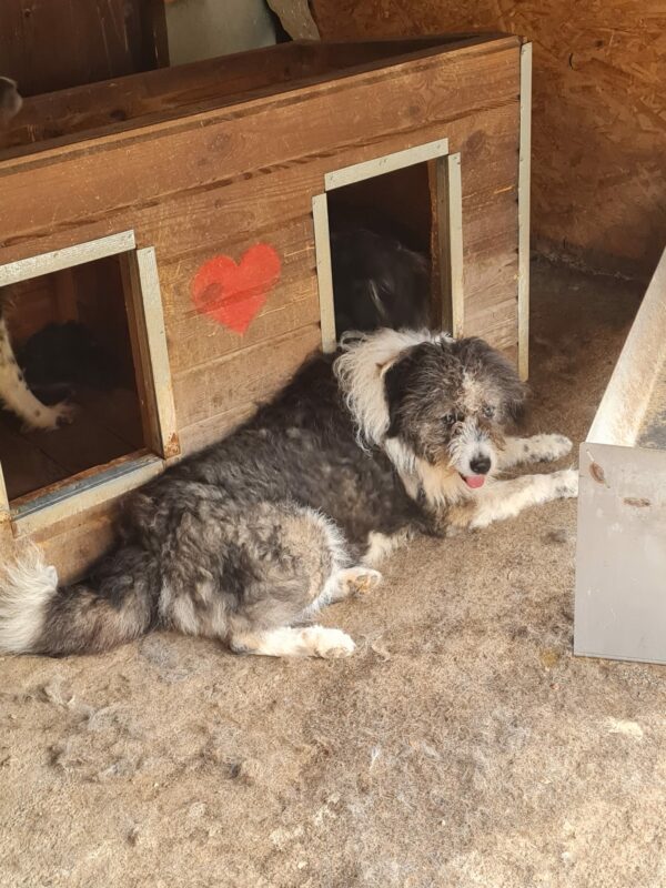 HANK (♂) - RBB 09/25 – Bild 4