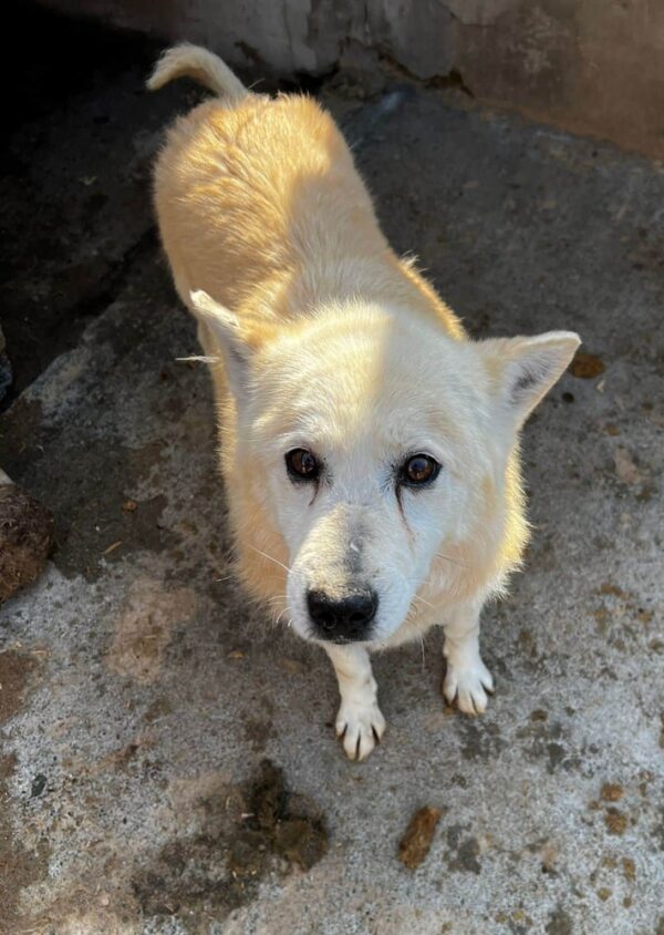 SIOUX (♂) - Handicap - fast blind – Bild 6