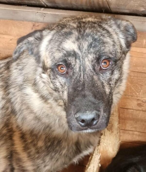 AMARETTO (♂) - ausgereist zu 4animals (AL) – Bild 10